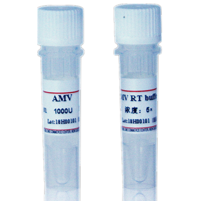 M-MLV Reverse transcriptase（RNase H -）